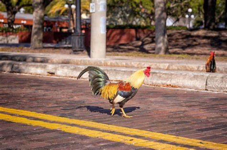 Will Chickens Come Home to Roost in Winter Park?