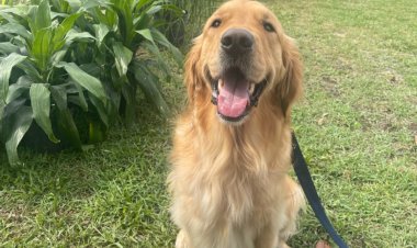 The Dogs of Park Avenue: Gallery