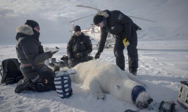 Scientists "quite surprised" to find one polar bear population thriving