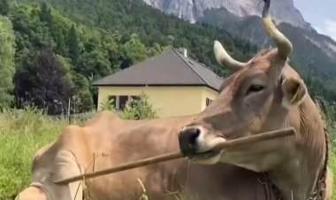 Clever cow figures out multiple ways to scratch herself with a broom