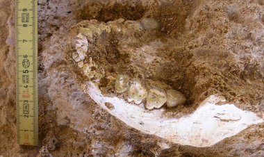 Fossils found in cave shed light on where our species emerged