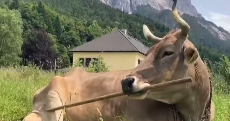Clever cow figures out multiple ways to scratch herself with a broom