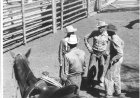 320 Ranch: A 360 of the Wild West