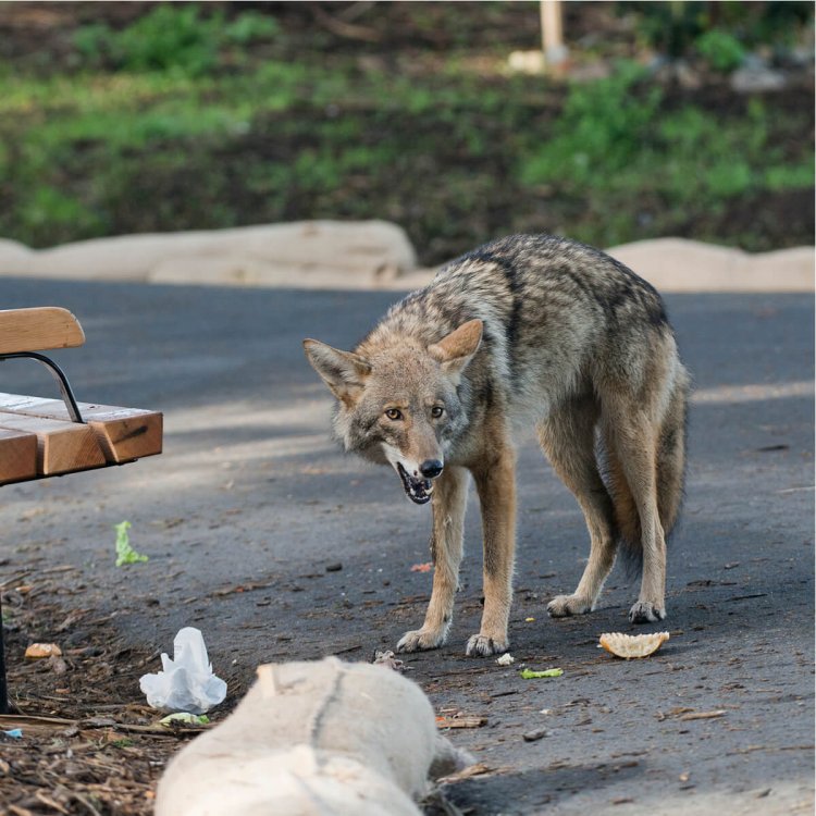Coyote Sightings Rising in Central Florida?