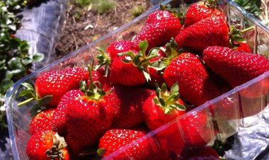 Florida Farms Pinched by Labor Shortage