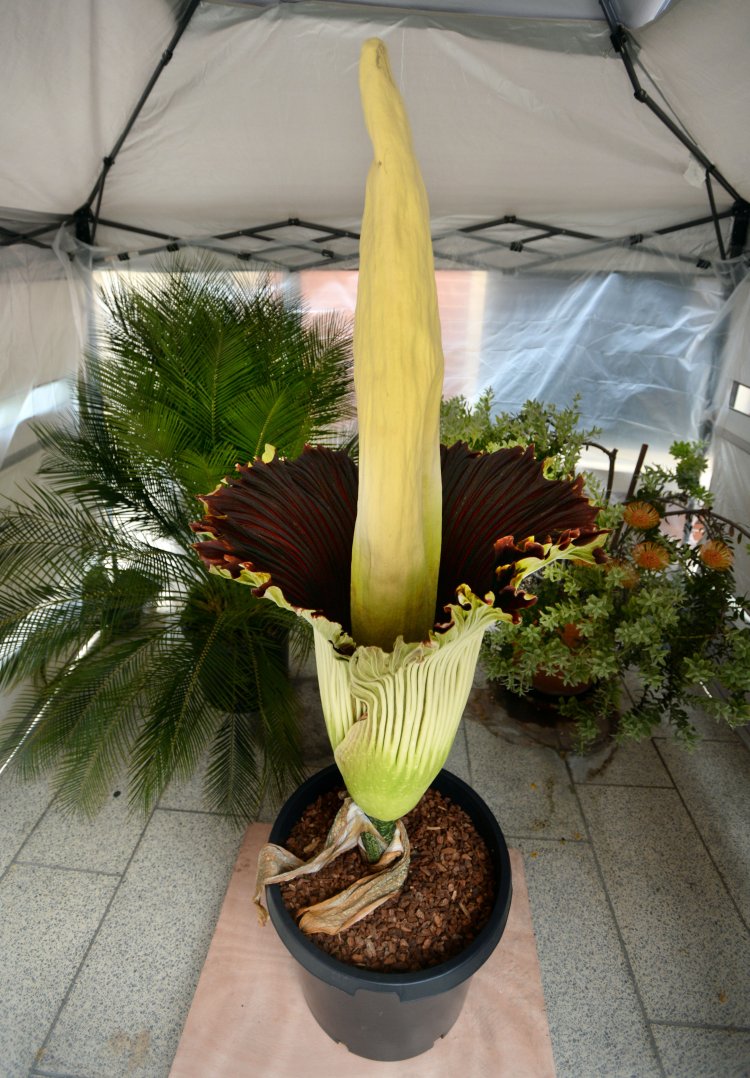 Rare Corpse Flower Blooms at Rollins