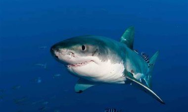 Local Business Owners Back Conservation Project to Protect Florida's Sharks