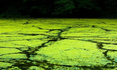 Toxic Algae Levels Rise in Florida