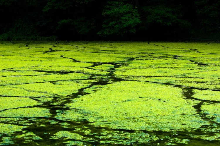 Toxic Algae Levels Rise in Florida