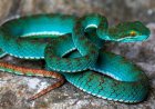 Pit viper among new species discovered in cave in Cambodia